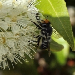 Megachile (Eutricharaea) maculariformis at Yass River, NSW - 3 Mar 2022 04:33 PM