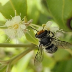 Megachile (Eutricharaea) maculariformis at Yass River, NSW - 3 Mar 2022 04:33 PM