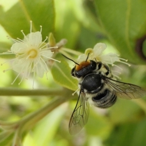 Megachile (Eutricharaea) maculariformis at Yass River, NSW - 3 Mar 2022 04:33 PM