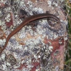 Morethia boulengeri (Boulenger's Skink) at Molonglo Valley, ACT - 3 Mar 2022 by Christine