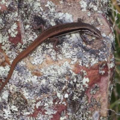 Morethia boulengeri (Boulenger's Skink) at Molonglo Valley, ACT - 3 Mar 2022 by Christine