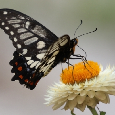 Papilio anactus (Dainty Swallowtail) at ANBG - 3 Mar 2022 by RodDeb