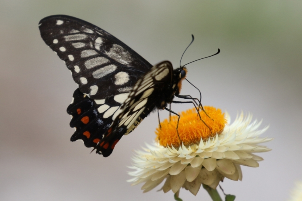 Papilio anactus at Acton, ACT - 3 Mar 2022