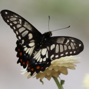 Papilio anactus at Acton, ACT - 3 Mar 2022