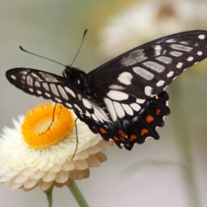 Papilio anactus at Acton, ACT - 3 Mar 2022
