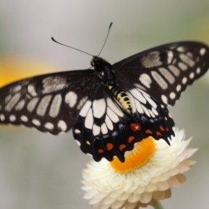 Papilio anactus at Acton, ACT - 3 Mar 2022