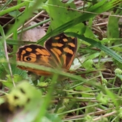 Heteronympha paradelpha (Spotted Brown) at ANBG - 3 Mar 2022 by RodDeb