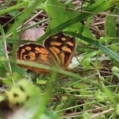 Heteronympha paradelpha (Spotted Brown) at Acton, ACT - 3 Mar 2022 by RodDeb