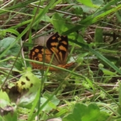 Heteronympha paradelpha at Acton, ACT - 3 Mar 2022 02:18 PM