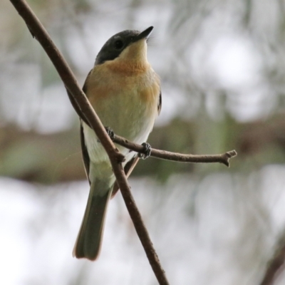 Myiagra rubecula (Leaden Flycatcher) at Acton, ACT - 3 Mar 2022 by RodDeb