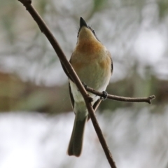 Myiagra rubecula at Acton, ACT - 3 Mar 2022