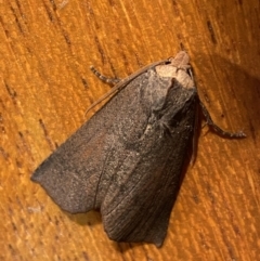 Fisera eribola (Orange-hooded Crest-moth) at QPRC LGA - 3 Mar 2022 by Steve_Bok