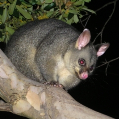 Trichosurus vulpecula (Common Brushtail Possum) at Kambah, ACT - 3 Mar 2022 by MatthewFrawley