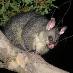 Trichosurus vulpecula at Kambah, ACT - 3 Mar 2022