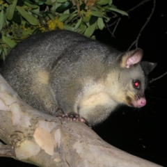 Trichosurus vulpecula at Kambah, ACT - 3 Mar 2022