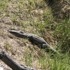 Varanus rosenbergi (Heath or Rosenberg's Monitor) at Rendezvous Creek, ACT - 20 Oct 2019 by GG