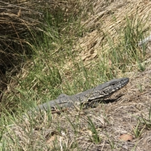 Varanus rosenbergi at Rendezvous Creek, ACT - 20 Oct 2019