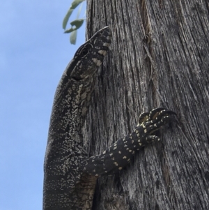 Varanus rosenbergi at Booth, ACT - 4 Nov 2018