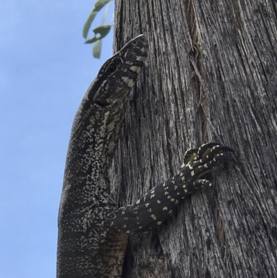 Varanus rosenbergi (Heath or Rosenberg's Monitor) at Namadgi National Park - 4 Nov 2018 by GG