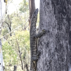 Varanus rosenbergi at Booth, ACT - 4 Nov 2018