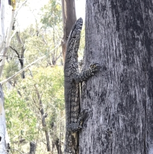 Varanus rosenbergi at Booth, ACT - suppressed