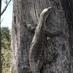 Varanus rosenbergi at Booth, ACT - suppressed