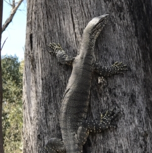 Varanus rosenbergi at Booth, ACT - 4 Nov 2018