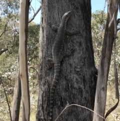 Varanus rosenbergi at Booth, ACT - suppressed