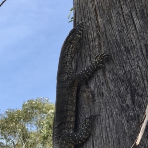 Varanus rosenbergi at Booth, ACT - 4 Nov 2018