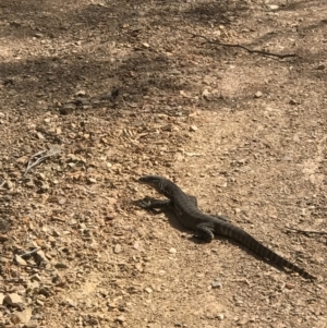 Varanus rosenbergi at Booth, ACT - 4 Nov 2018