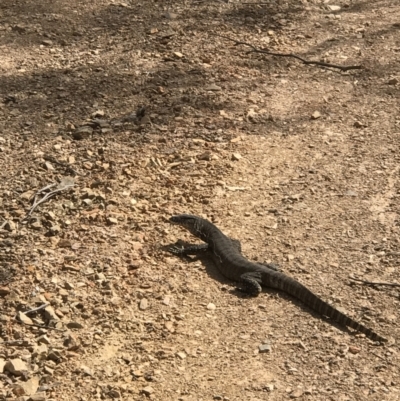 Varanus rosenbergi (Heath or Rosenberg's Monitor) at Booth, ACT - 4 Nov 2018 by GG