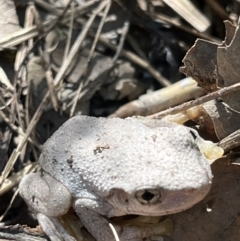 Litoria peronii (Peron's Tree Frog, Emerald Spotted Tree Frog) at Paddys River, ACT - 12 Feb 2022 by GG