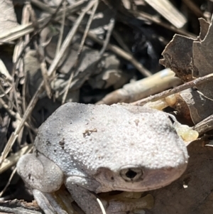 Litoria peronii at Paddys River, ACT - 12 Feb 2022 10:05 AM