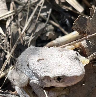 Litoria peronii (Peron's Tree Frog, Emerald Spotted Tree Frog) at Paddys River, ACT - 12 Feb 2022 by GG