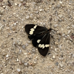 Nyctemera amicus (Senecio Moth, Magpie Moth, Cineraria Moth) at Namadgi National Park - 28 Jan 2022 by GG