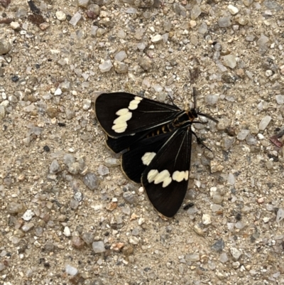 Nyctemera amicus (Senecio Moth, Magpie Moth, Cineraria Moth) at Namadgi National Park - 28 Jan 2022 by GG