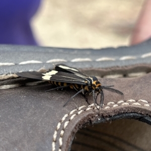 Nyctemera amicus at Tennent, ACT - 28 Jan 2022 01:16 PM