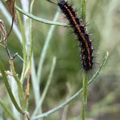 Nyctemera amicus (Senecio Moth, Magpie Moth, Cineraria Moth) at Namadgi National Park - 28 Jan 2022 by GG