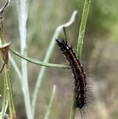 Nyctemera amicus at Tennent, ACT - 28 Jan 2022 12:49 PM