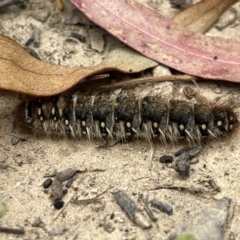 Pterolocera (genus) (Antheliid moth) at Tennent, ACT - 28 Jan 2022 by GG