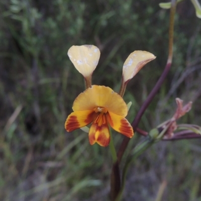 Diuris semilunulata (Late Leopard Orchid) at Tennent, ACT - 9 Nov 2021 by MichaelBedingfield