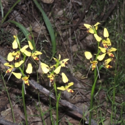 Diuris sulphurea (Tiger Orchid) at Tennent, ACT - 9 Nov 2021 by MichaelBedingfield
