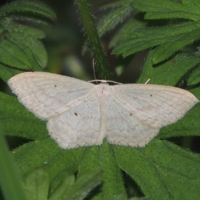 Scopula perlata (Cream Wave) at Tennent, ACT - 9 Nov 2021 by MichaelBedingfield