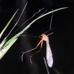 Harpobittacus australis (Hangingfly) at Namadgi National Park - 9 Nov 2021 by michaelb