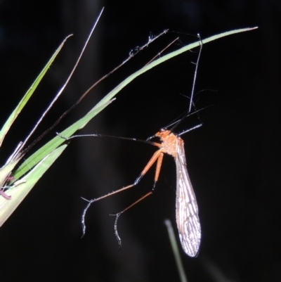 Harpobittacus australis (Hangingfly) at Namadgi National Park - 9 Nov 2021 by michaelb