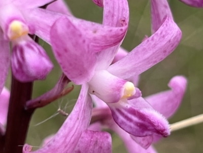 Dipodium roseum (Rosy Hyacinth Orchid) at Tennent, ACT - 28 Jan 2022 by GG