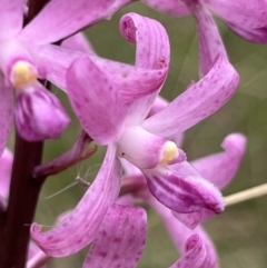 Dipodium roseum (Rosy hyacinth orchid) at Tennent, ACT - 28 Jan 2022 by GG