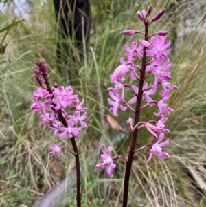 Dipodium roseum at Tennent, ACT - 28 Jan 2022