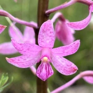 Dipodium roseum at Tennent, ACT - 28 Jan 2022