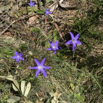 Wahlenbergia sp. (Bluebell) at Cotter River, ACT - 23 Jan 2022 by GG